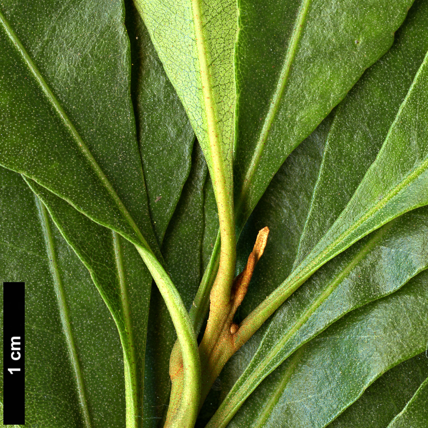 High resolution image: Family: Myricaceae - Genus: Myrica - Taxon: faya